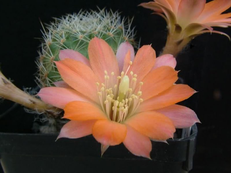 Rebutia pygmaea MN156