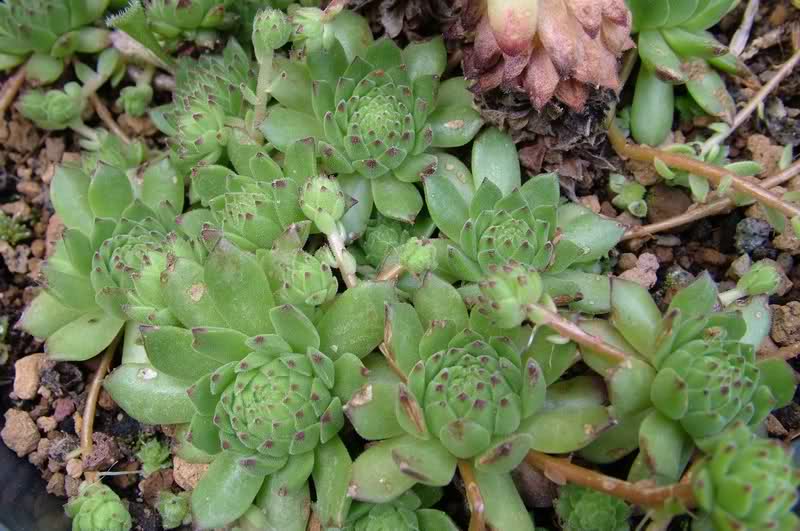 Sempervivum montanum v. stiriacum 