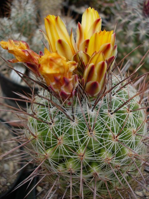 thelocactus conothelos ssp. aurantiacus 