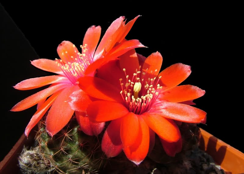 Rebutia poecilantha MG1205.1