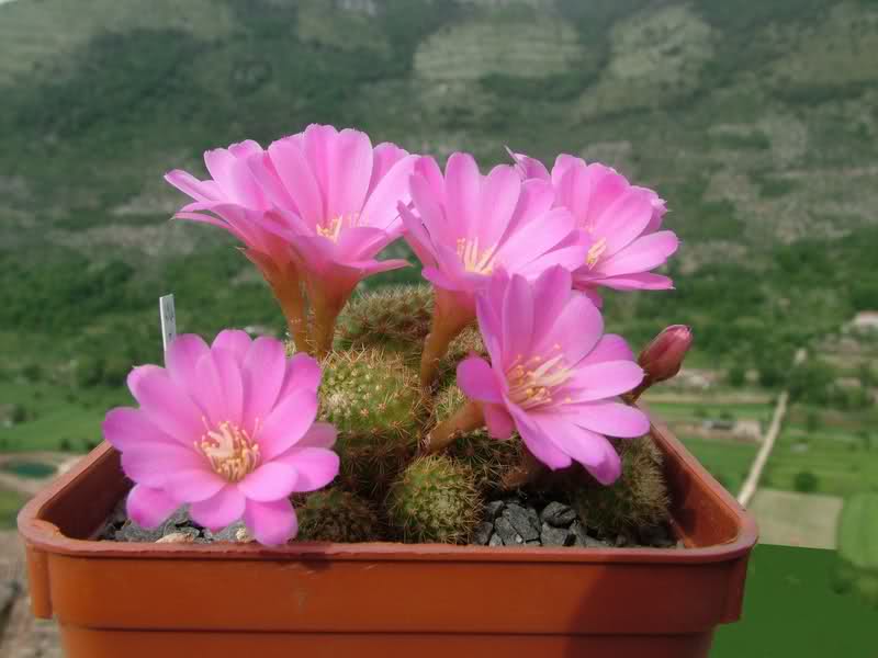 Rebutia perplexa 