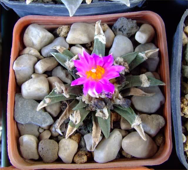 Ariocarpus agavoides 