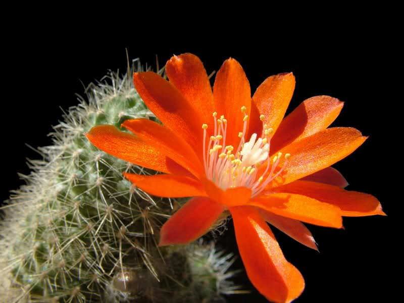 Rebutia residua KK1517