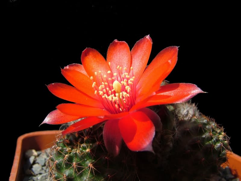 Rebutia atrovirens R515