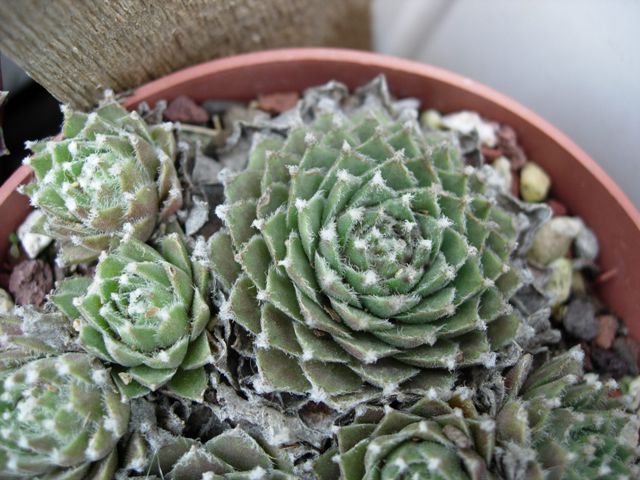 Sempervivum kosaninii 