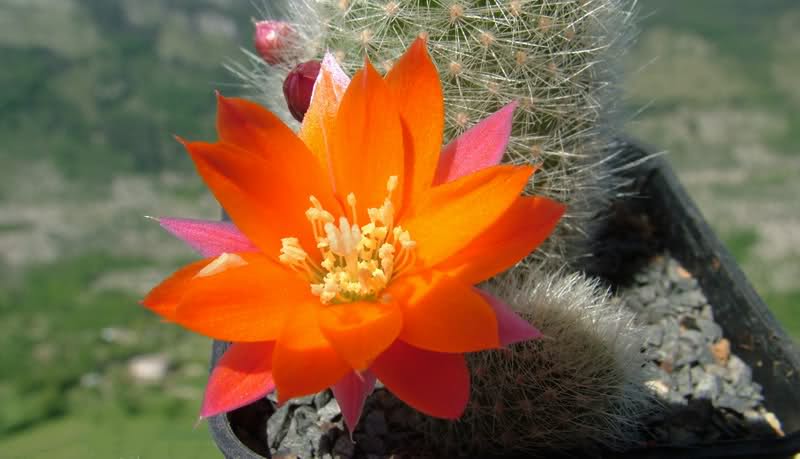 Rebutia hoffmannii 