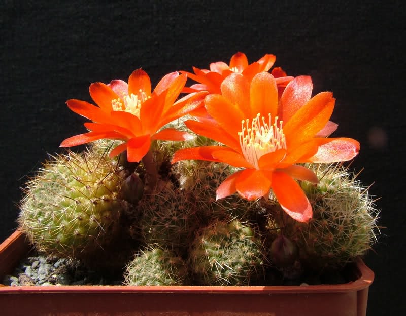 Rebutia poecilantha MG 1205.1