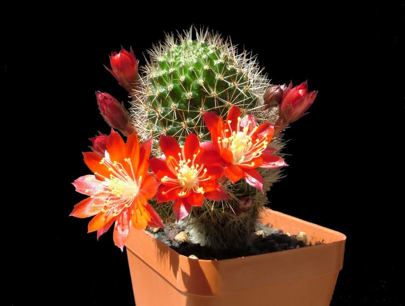 Rebutia pseudominuscula R11