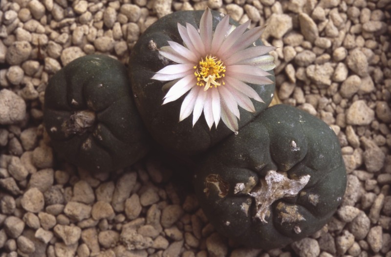 Lophophora koehresii 