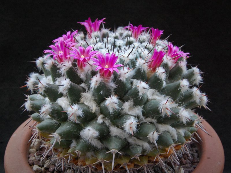 Mammillaria priessnitzii Z 100