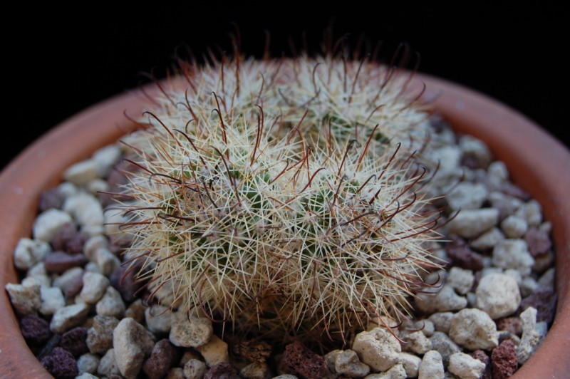 Mammillaria estebanensis 