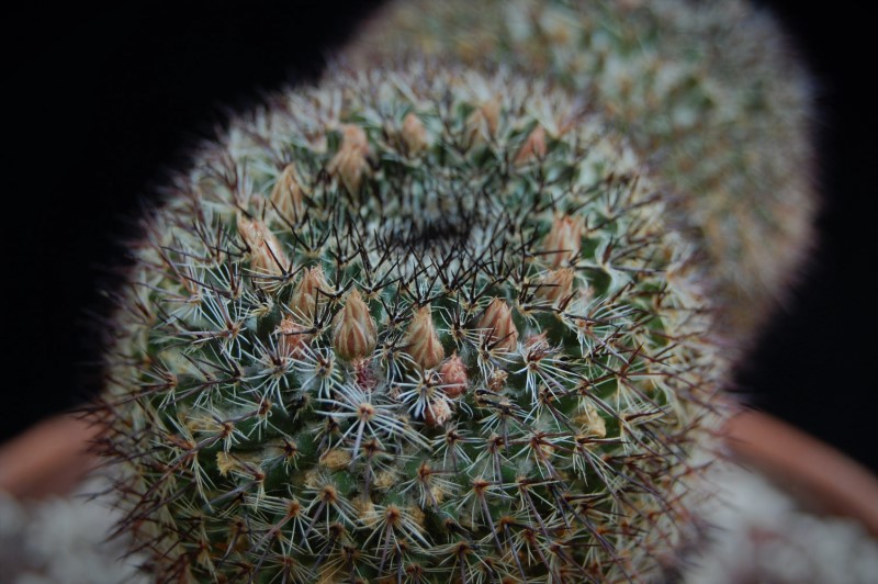 Mammillaria sp. Z 180