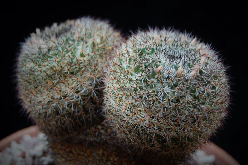 Mammillaria sp. Z 180