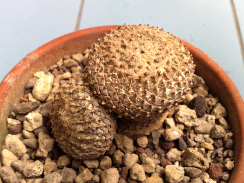 Pelecyphora strobiliformis 