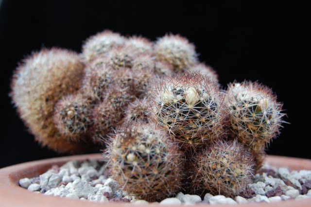 Mammillaria picta 