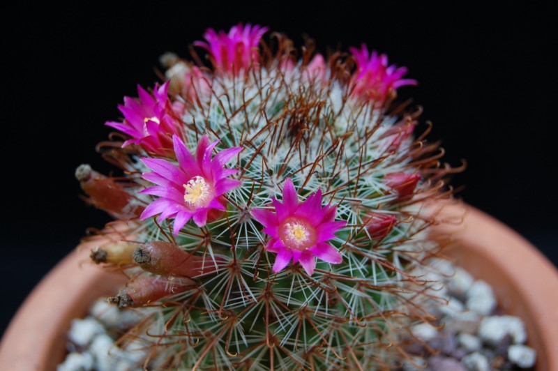 Mammillaria hamata REP 957