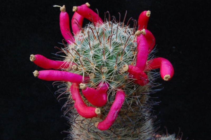 Mammillaria monancistracantha v. chrysacantha 