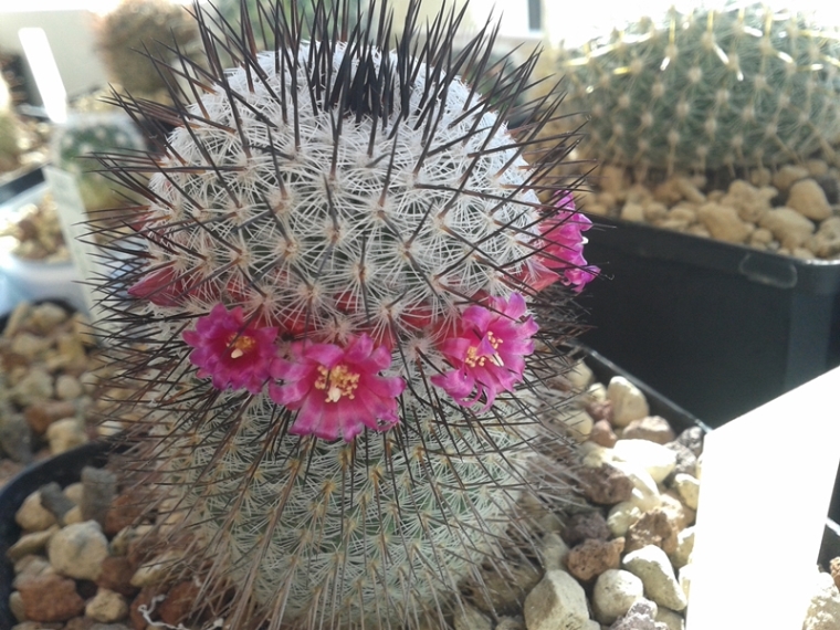 Mammillaria haageana ssp. elegans REP 956