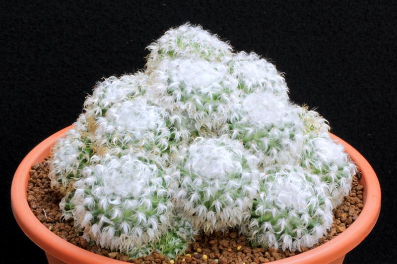 Mammillaria bocasana 