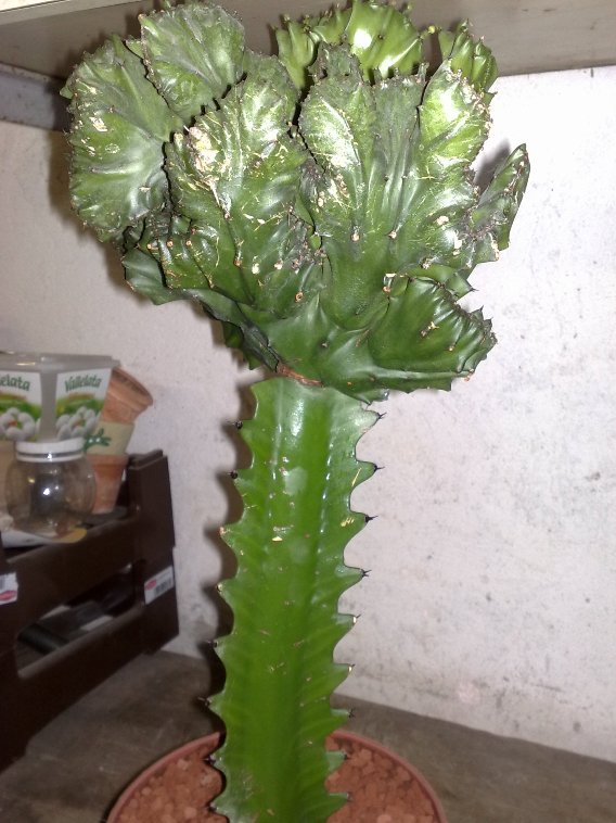 Euphorbia lactea f. cristata 