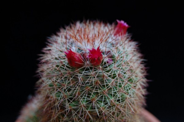 Mammillaria gasterantha REP 934