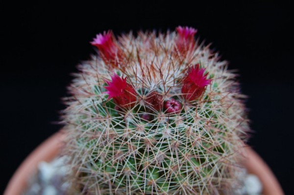 Mammillaria gasterantha REP 934