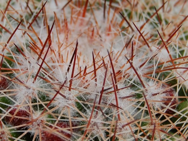 Mammillaria gasterantha REP 934