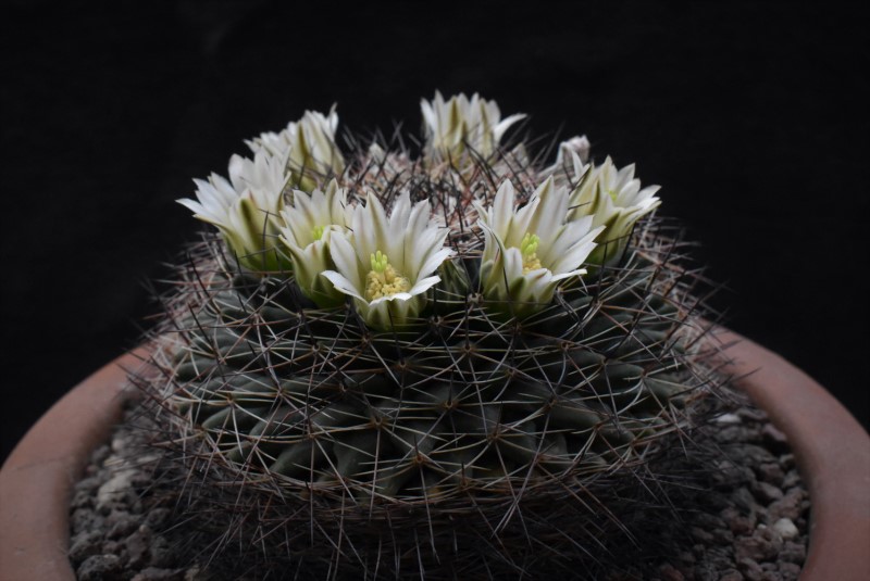 Mammillaria heyderi PAN 289