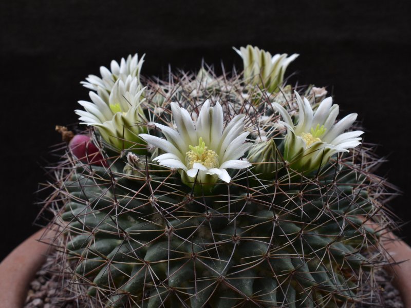 Mammillaria heyderi PAN 289