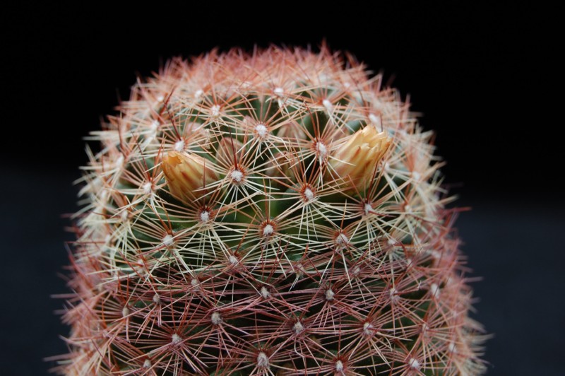 Mammillaria rettigiana 