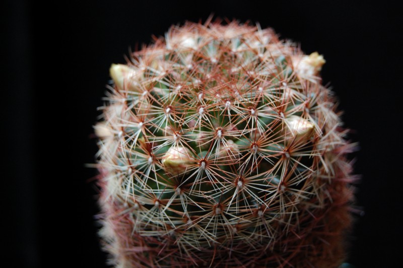 Mammillaria rettigiana 