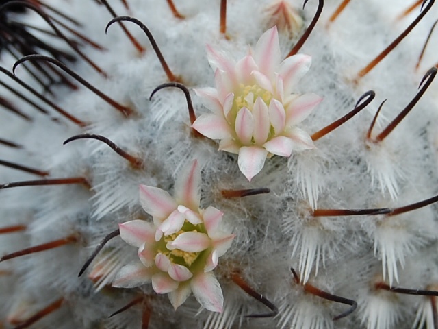 Mammillaria perezdelarosae 