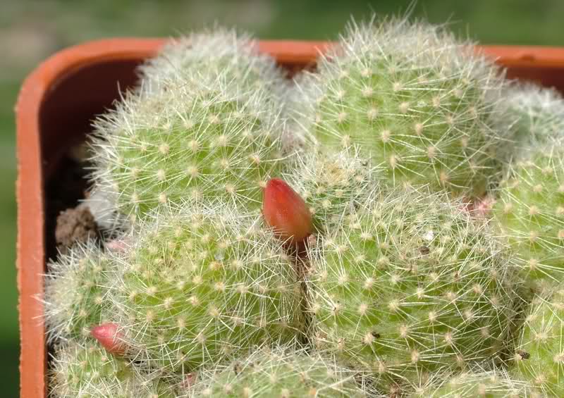 Rebutia fabrisii v. aureiflora 