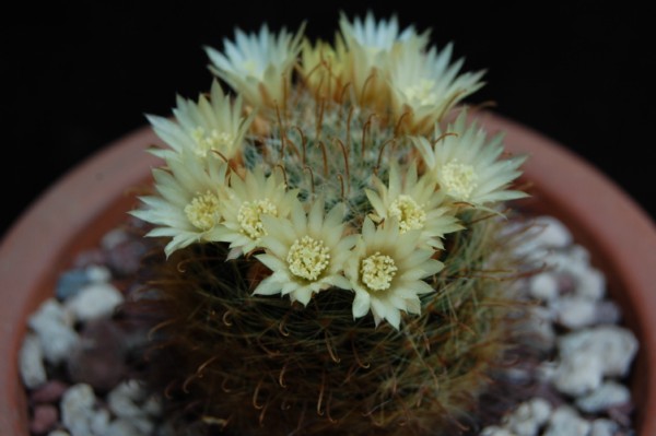 Mammillaria monancistracantha v. chrysacantha 