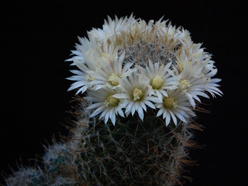 mammillaria monancistracantha v. chrysacantha