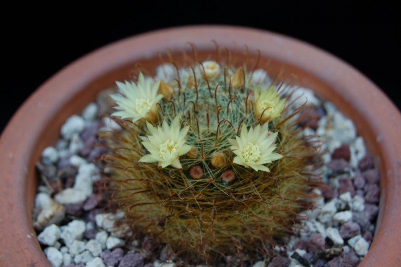 Mammillaria monancistracantha v. chrysacantha 