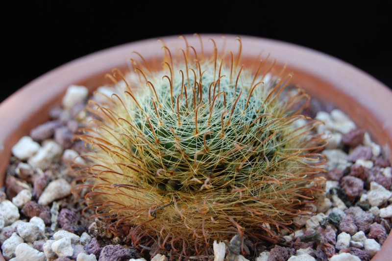 Mammillaria monancistracantha v. chrysacantha 