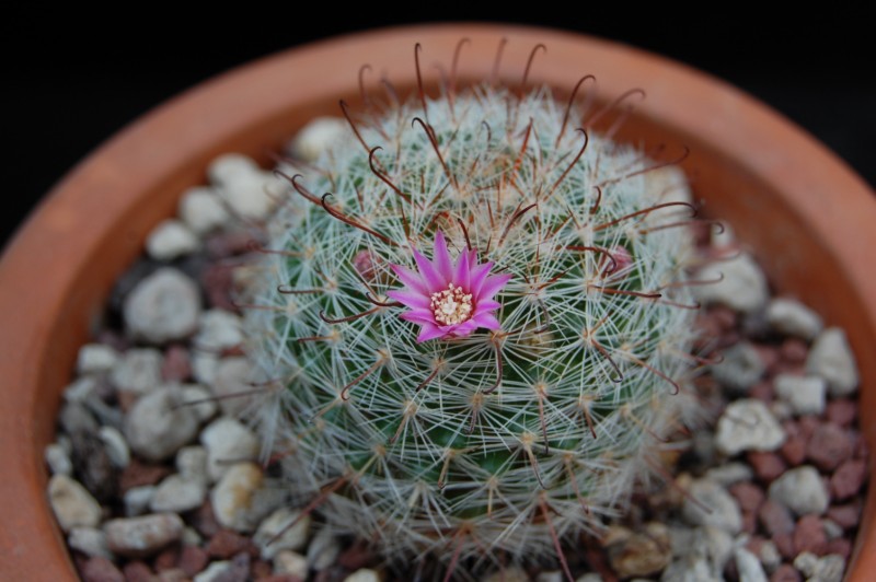 Mammillaria guillauminiana 