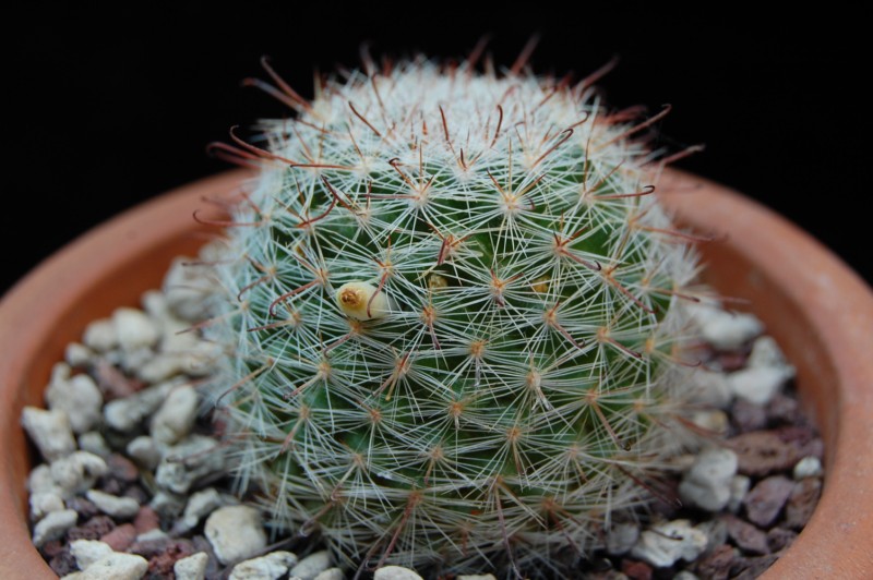 Mammillaria guillauminiana 