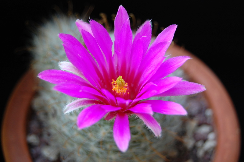 Mammillaria guelzowiana v. robustior MZ 665
