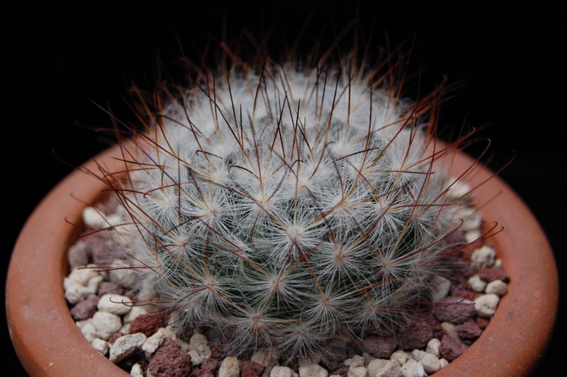 Mammillaria guelzowiana v. robustior 