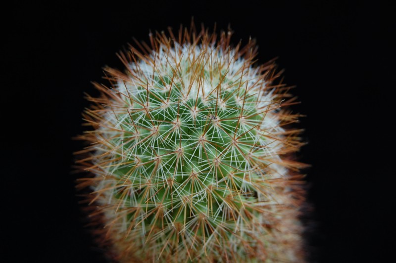 Mammillaria neocoronaria 