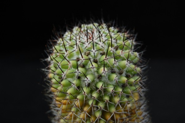 Mammillaria polythele SB 364