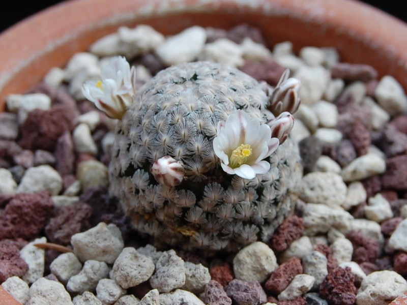 Mammillaria sanchez-mejoradae 