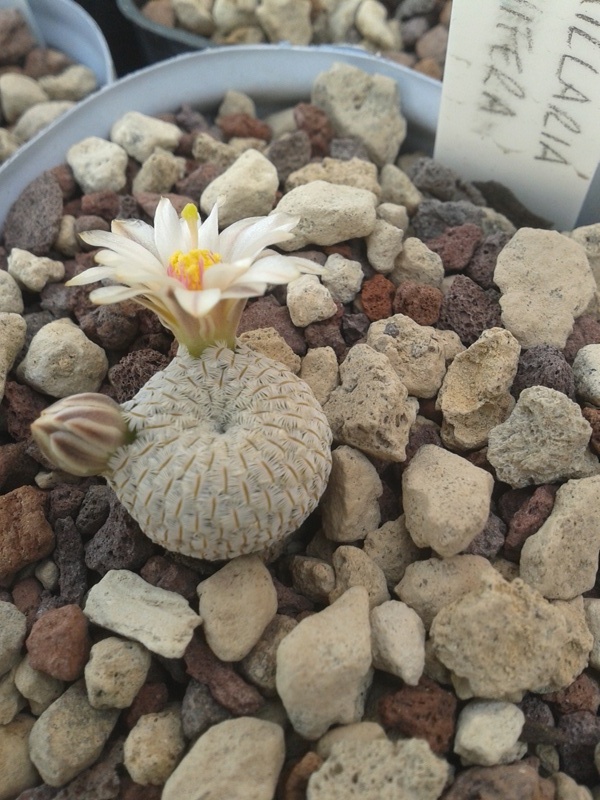 Mammillaria pectinifera 