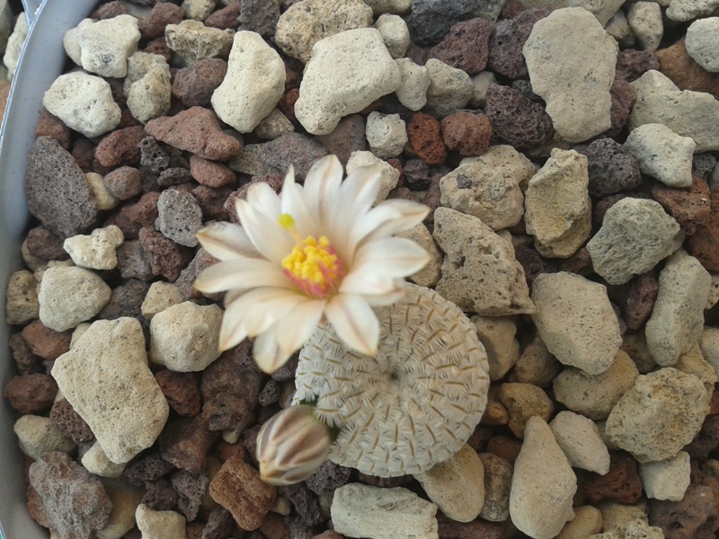 Mammillaria pectinifera 