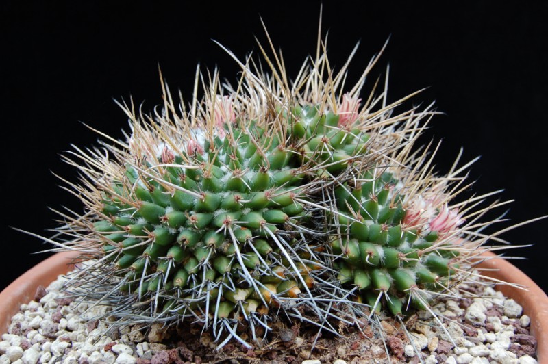 Mammillaria saxicola ML 73