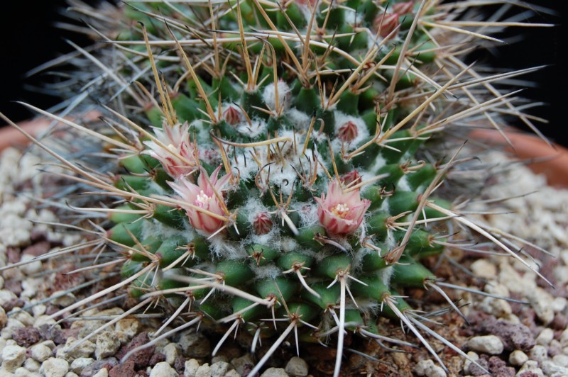 Mammillaria saxicola ML 73