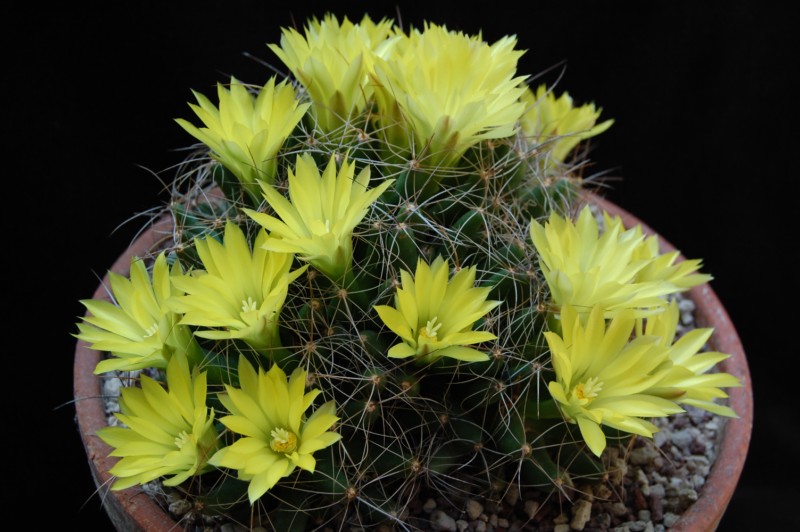 Mammillaria longimamma SB 88