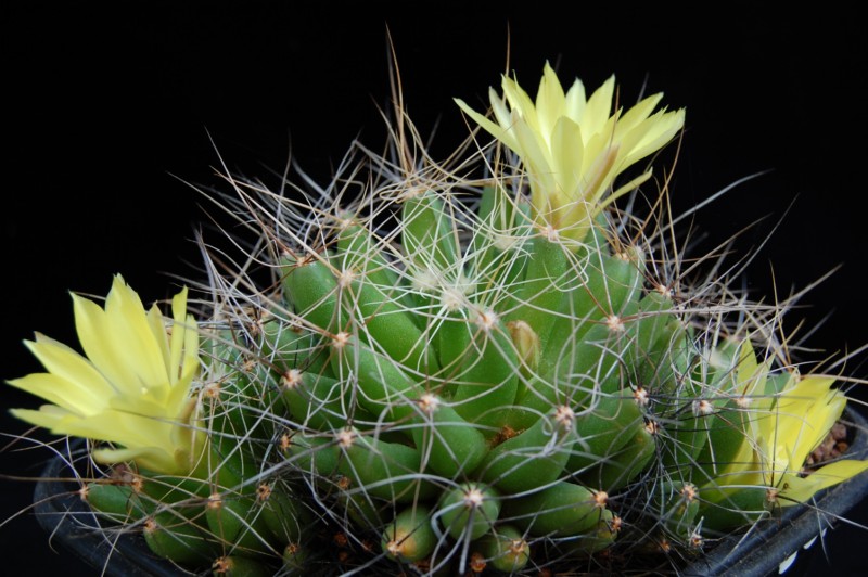 Mammillaria longimamma SB 88